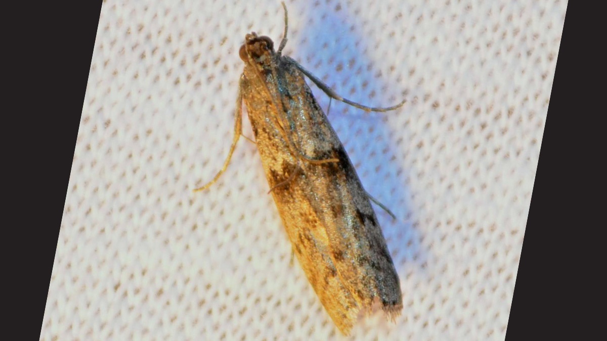 Ephestia kuehniellaMediterranean Flour Moth